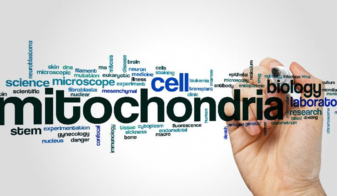 The Mighty Mitochondria: Why They Matter