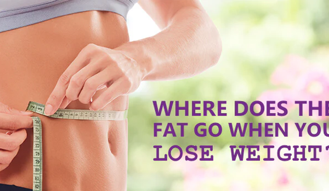 Where Does Fat Go When We Lose It?
