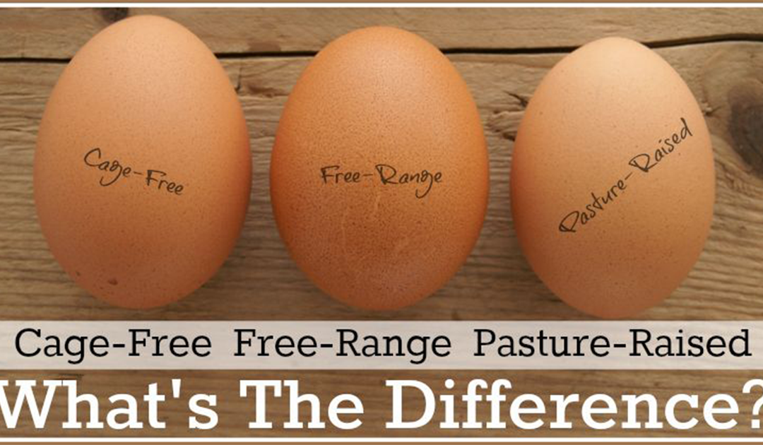 Egg Quality, Not Price, Is What Truly Matters