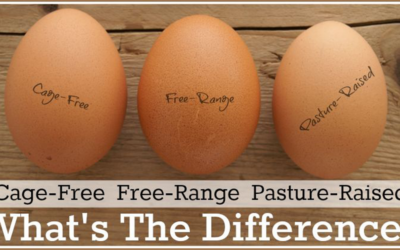 Egg Quality, Not Price, Is What Truly Matters